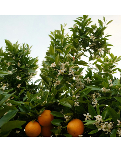 La fleur d'oranger retrouve sa voix solaire chez Parfums de Marly