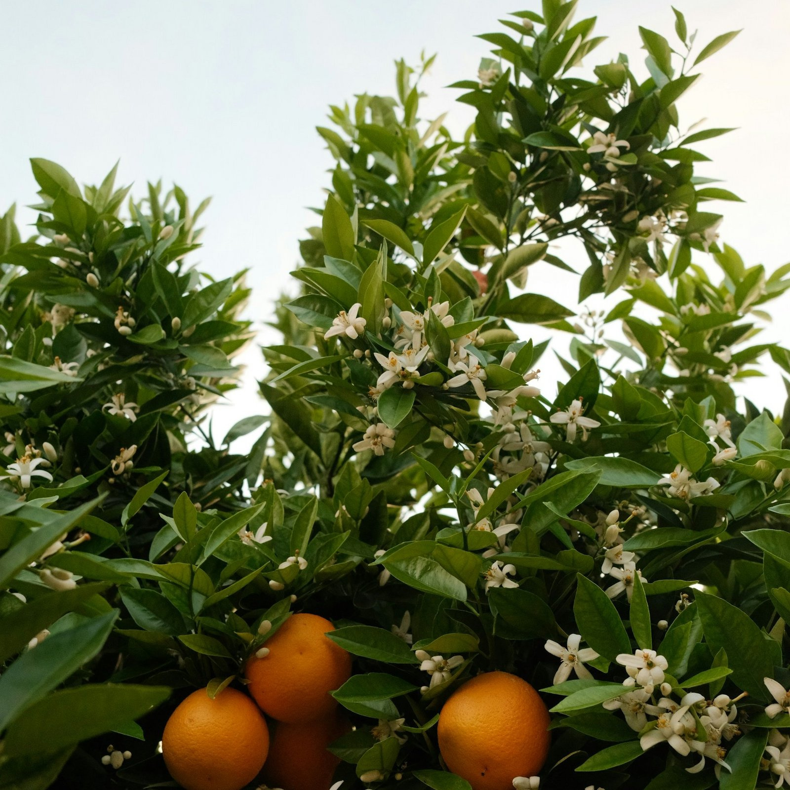 La fleur d'oranger retrouve sa voix solaire chez Parfums de Marly